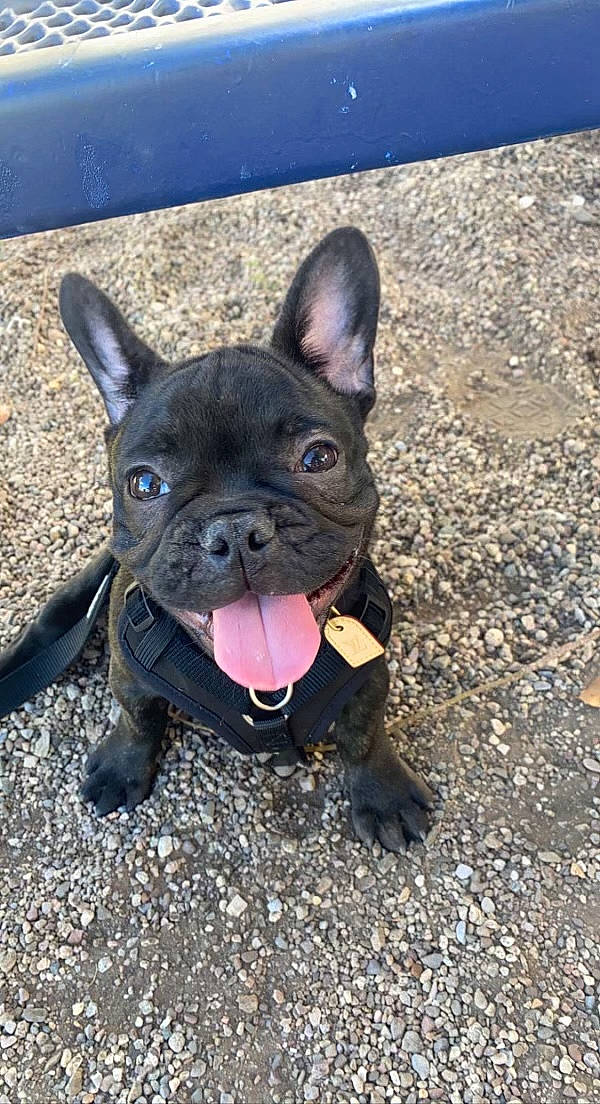 Cash joined the competition — help win amazing prizes! bulldog, canidae, carnivore, companion_dog, dog, dog_breed, dog_collar, ear, electric_blue, fawn, french_bulldog, grass, molosser, road_surface, snout, terrestrial_animal, toy_dog, whiskers, working_animal, wrinkle