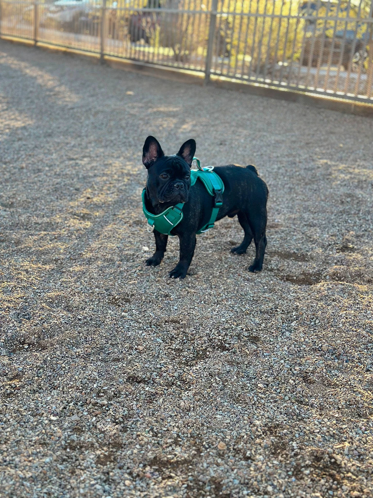 Cash is registered to the contest to win money with this photo: asphalt, canidae, carnivore, companion_dog, dog, dog_breed, electric_blue, fawn, fence, grass, road, road_surface, shadow, snout, soil, sporting_group, tail, toy_dog, tree, working_animal