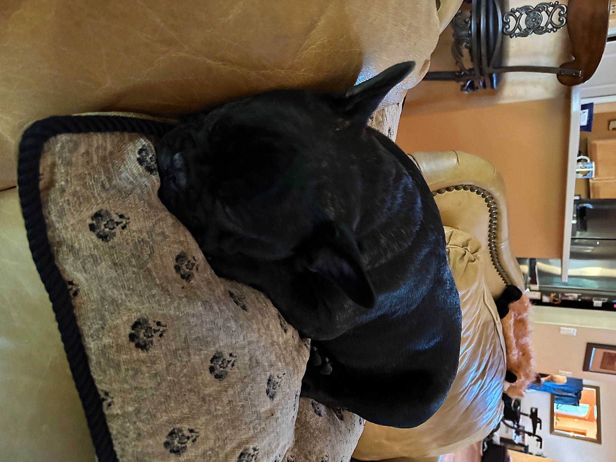 Cash is registered to the contest to win money with this photo: bag, canidae, carnivore, collar, comfort, companion_dog, dog, dog_breed, fashion_accessory, fawn, felidae, non_sporting_group, pet_supply, room, snout, sporting_group, tail, terrestrial_animal, whiskers, working_animal