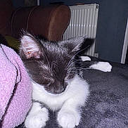 Tala joined the competition — help win amazing prizes! animal, black_and_white, blanket, cat, closeup, cozy, cute, fur, furniture, indoor, kitten, paw, pet, radiator, relaxing, resting, sleeping, soft, whiskers, young