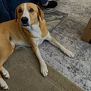 Abby joined the competition — help win amazing prizes! dog, indoor, carpet, rug, brown, white, pet, animal, relaxed, floor, box, footwear, casual, home, furniture, looking, laying_down, domestic, curious, canine
