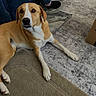 dog, indoor, carpet, rug, brown, white, pet, animal, relaxed, floor, box, footwear, casual, home, furniture, looking, laying_down, domestic, curious, canine