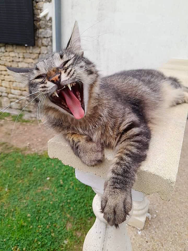 Nelson participe au concours pour gagner de l'argent avec cette photo : carnivore, cat, claw, domestic_short_haired_cat, fang, felidae, foot, fur, grass, paw, plant, roar, small_to_medium_sized_cats, snout, tail, terrestrial_animal, whiskers, window, yawn