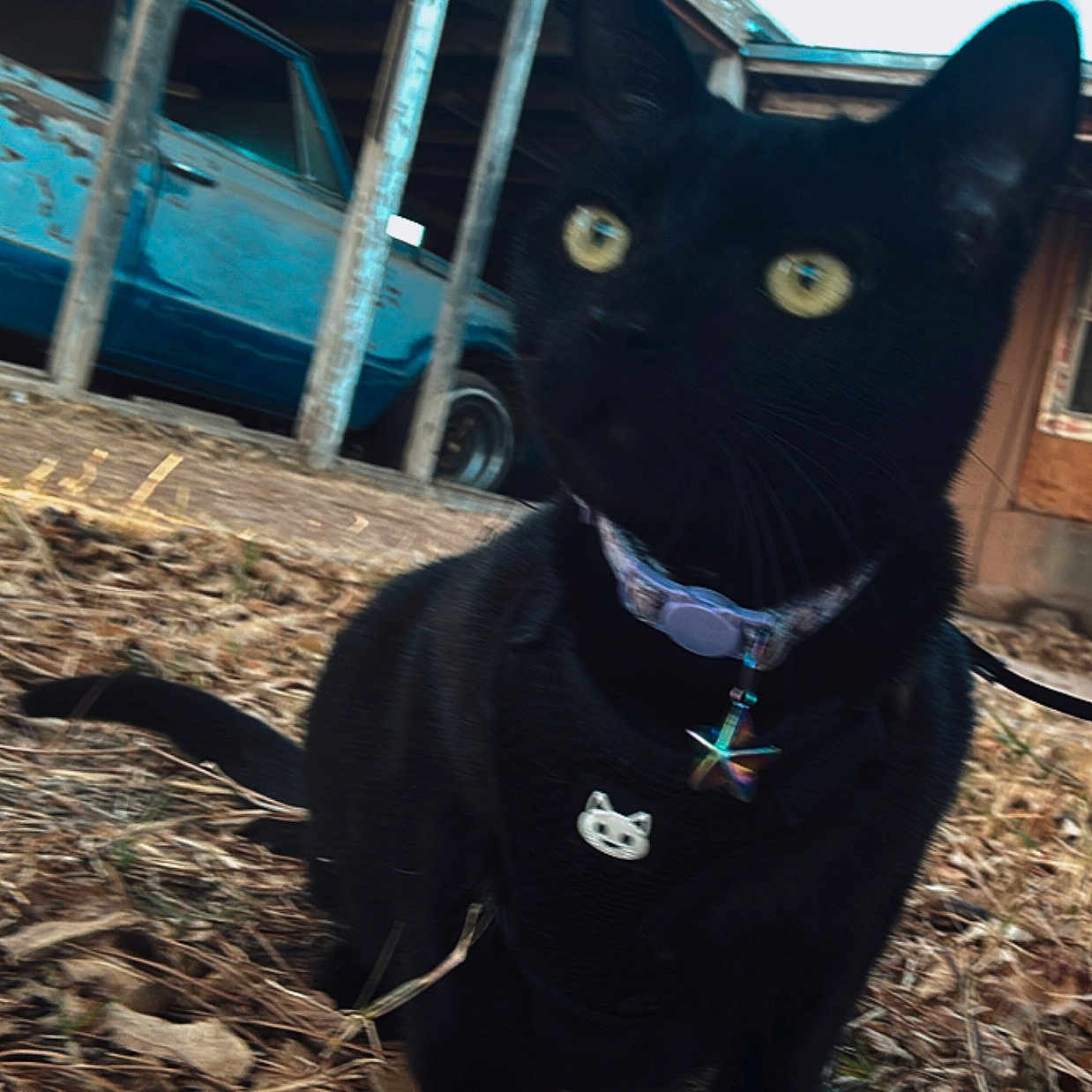 Luna joined the competition — help win amazing prizes! animal, black_cat, cat, closeup, collar, curious, feline, fence, grass, harness, house, leaves, old_car, outdoor, pet, rusty_car, star_charm, window, wooden_fence, yellow_eyes