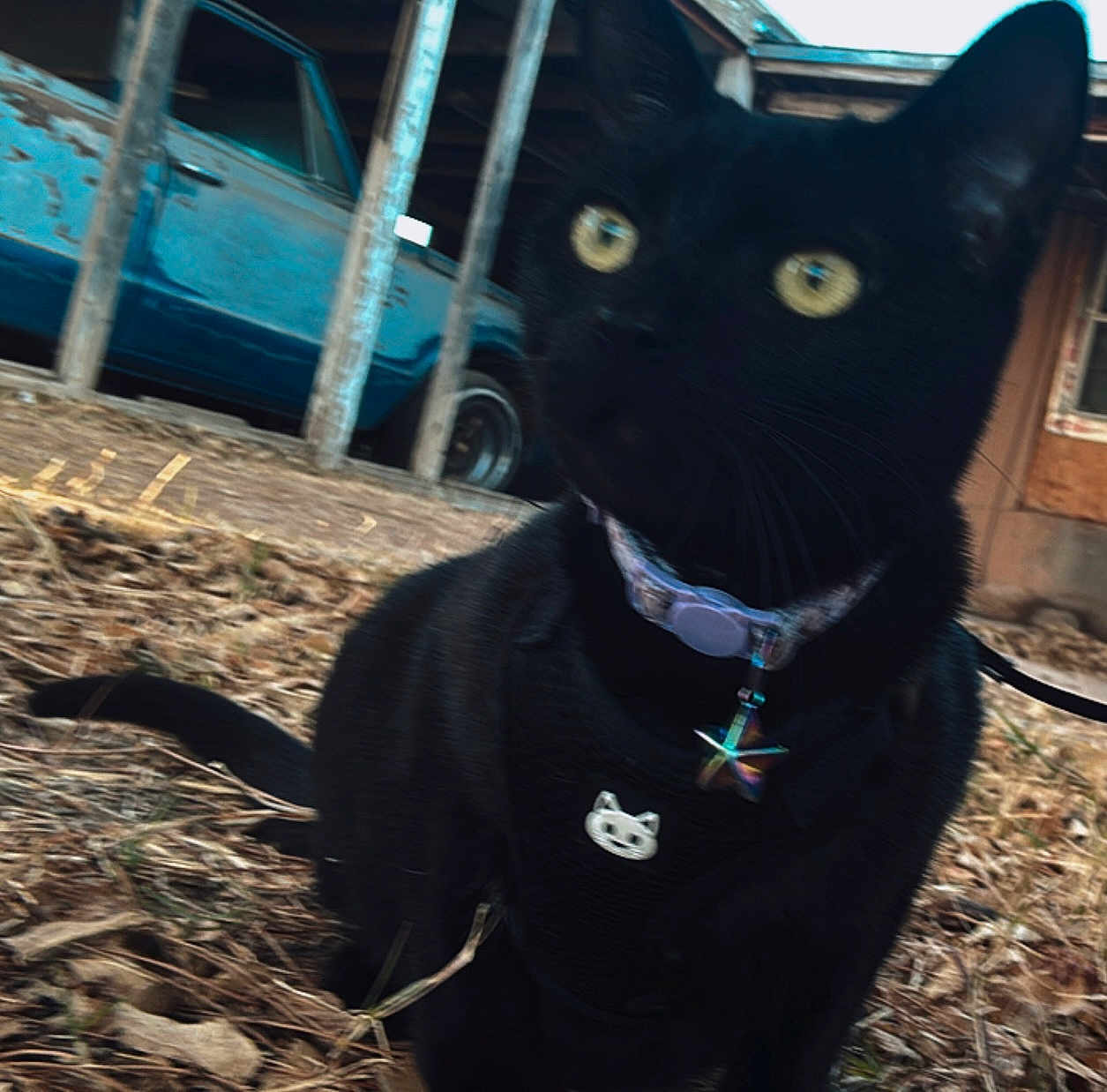 Luna joined the competition — help win amazing prizes! black_cat, cat, outdoor, animal, pet, collar, harness, star_charm, yellow_eyes, feline, grass, leaves, old_car, rusty_car, fence, wooden_fence, house, window, closeup, curious