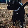 Luna is registered to the contest to win money with this photo: black_cat, cat, animal, pet, harness, collar, outdoor, dry_leaves, nature, curious, feline, close_up, side_view, whiskers, tail, brown_leaves, autumn, ground, daylight, domestic_cat