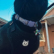 Luna is registered to the contest to win money with this photo: black_cat, cat, animal, pet, outdoor, harness, collar, star_tag, whiskers, close_up, low_angle, blue_sky, grass, dry_leaves, house, window, outdoor_scene, daylight, feline, nature