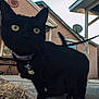 black_cat, cat, pet, collar, star_tag, yellow_eyes, outdoor, backyard, house, chair, concrete, grass, tail, close_up, animal, feline, curious, daylight, wall, sat