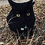 Luna joined the competition — help win amazing prizes! black_cat, cat, animal, pet, outdoor, collar, tag, charm, yellow_eyes, dry_leaves, twigs, nature, grass, closeup, mammal, whiskers, ears, ground, fall, curious