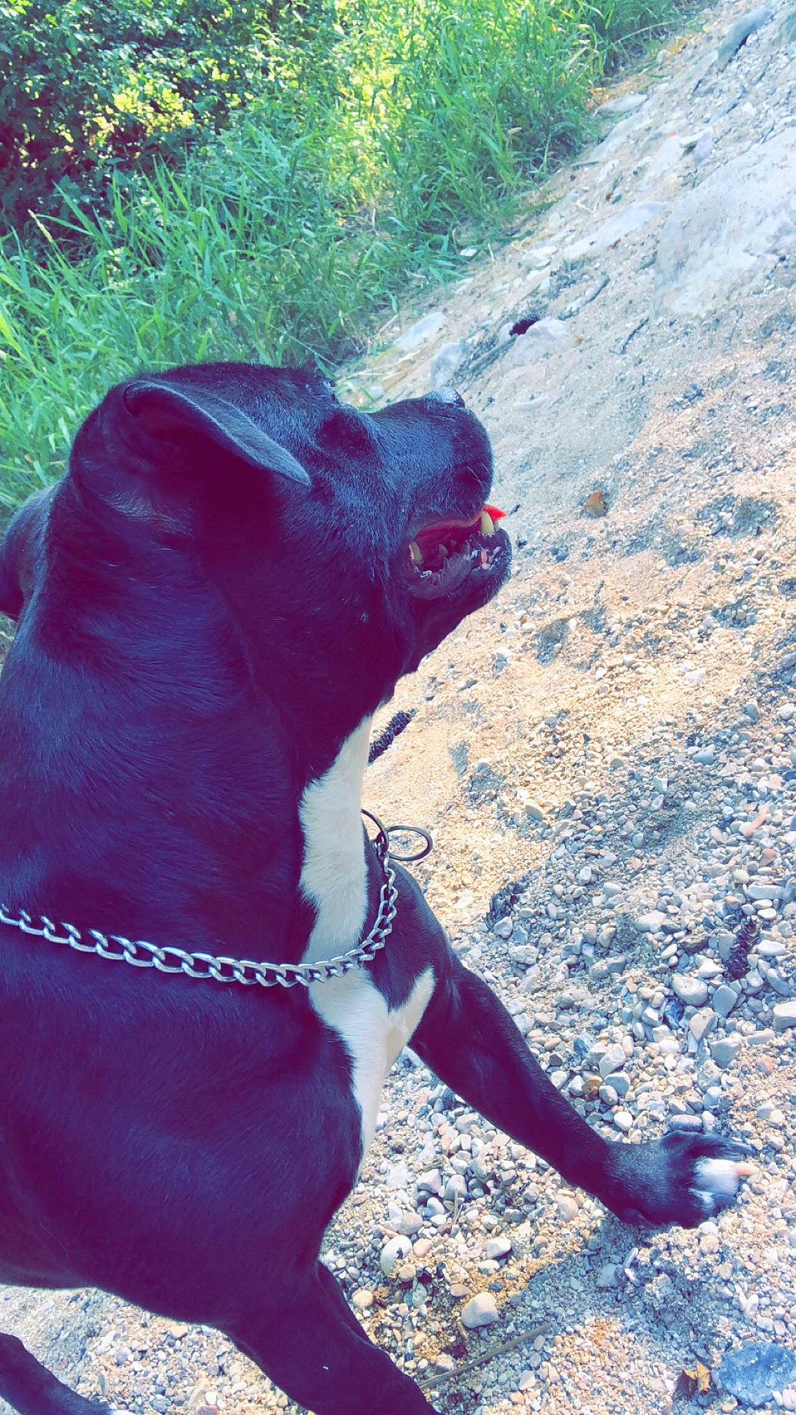 Kayna participe au concours pour gagner de l'argent avec cette photo : bandog, cane_corso, canidae, carnivore, dog, dog_breed, fawn, guard_dog, non_sporting_group, snout, sporting_group