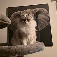 Zelda a rejoint le concours — aidez-le/la à gagner de superbes lots ! cat, fluffy, cat_tree, indoor, pet, animal, painting, wall, cozy, furniture, fur, ears, portrait, cute, home, domestic, playful, toy, hanging_ball, funny