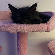 Mochi joined the competition — help win amazing prizes! black_cat, kitten, sleeping, cat_tree, pink, furry, pet, indoor, cozy, resting, animal, cute, feline, soft_texture, close_up, young_cat, quiet, calm, domestic, nap