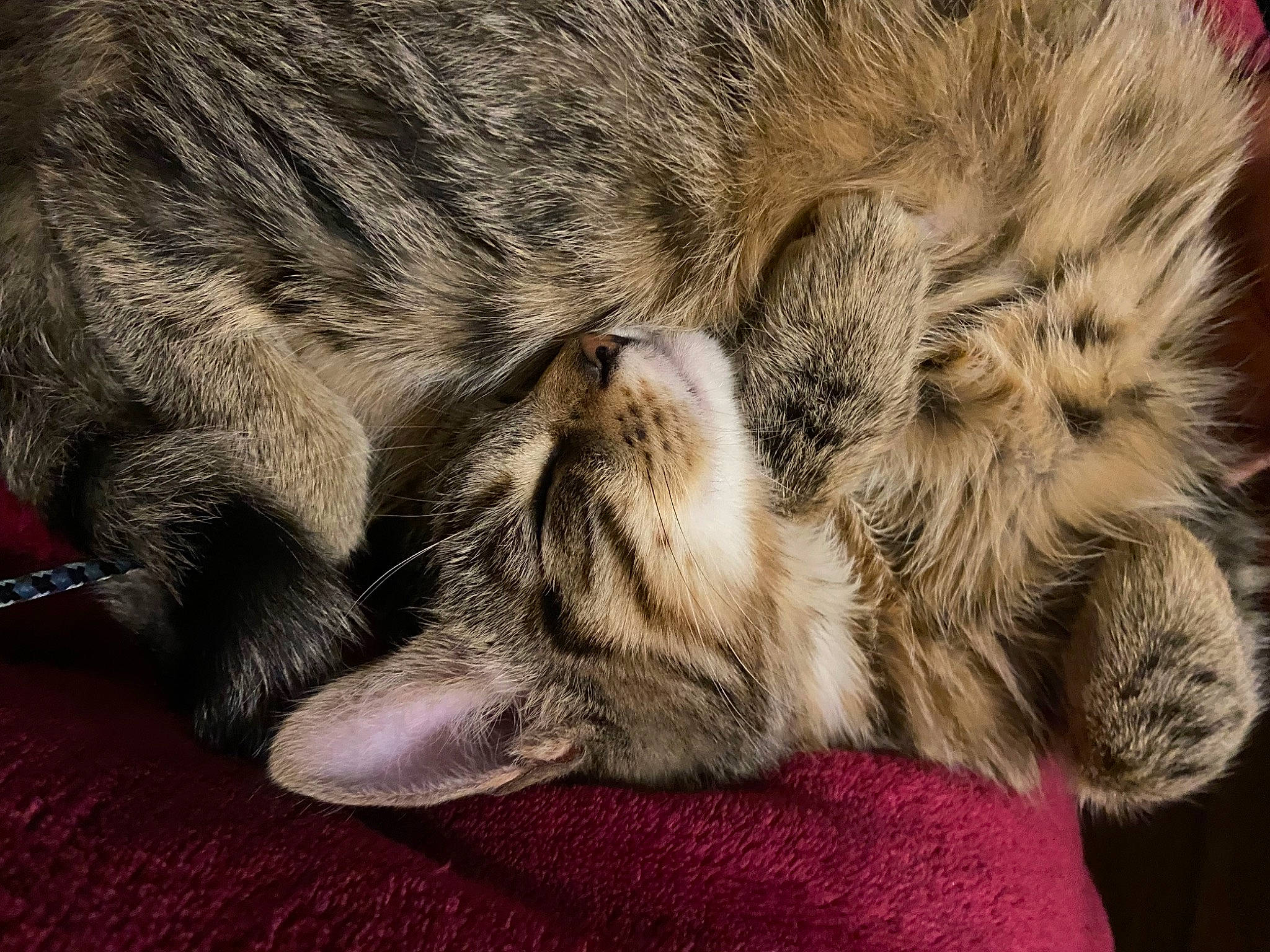 Saya participe au concours pour gagner de l'argent avec cette photo : carnivore, cat, claw, close_up, comfort, domestic_short_haired_cat, felidae, fur, nap, natural_material, paw, sleep, small_to_medium_sized_cats, snout, terrestrial_animal, whiskers