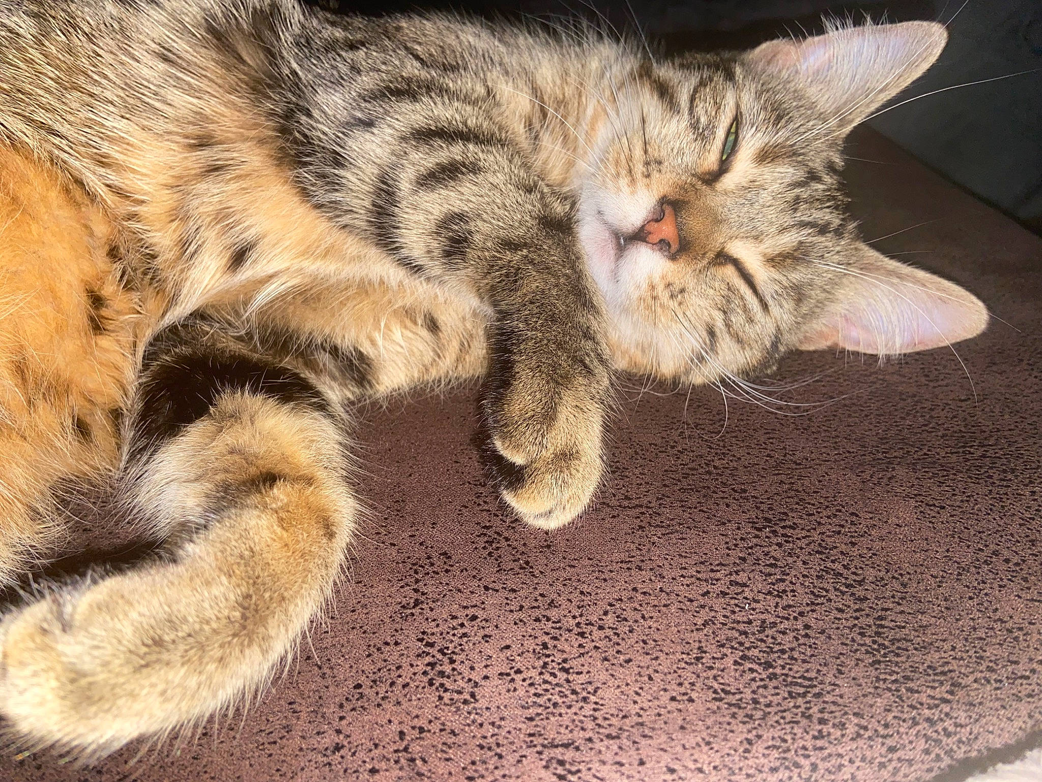 Saya participe au concours pour gagner de l'argent avec cette photo : carnivore, cat, claw, comfort, domestic_short_haired_cat, fawn, felidae, fur, nap, paw, sleep, small_to_medium_sized_cats, snout, tail, terrestrial_animal, whiskers