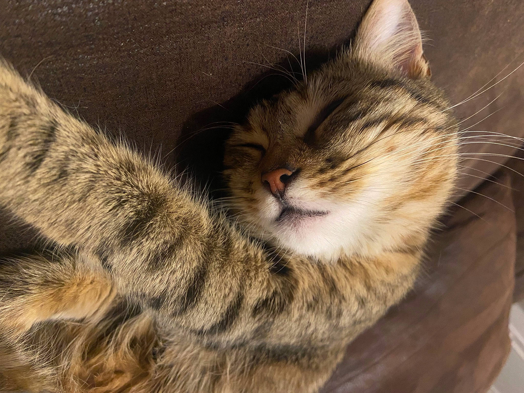 Saya participe au concours pour gagner de l'argent avec cette photo : carnivore, cat, claw, comfort, domestic_short_haired_cat, felidae, fur, paw, sleep, small_to_medium_sized_cats, snout, tail, terrestrial_animal, whiskers, wildlife, wood