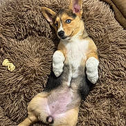 Scout joined the competition — help win amazing prizes! puppy, dog, blue_eyes, lying_down, fluffy_bed, brown_bed, pet, cute, relaxed, indoor, animal, fur, small_dog, canine, domestic_animal, young_dog, bed, sleepy, resting, playful