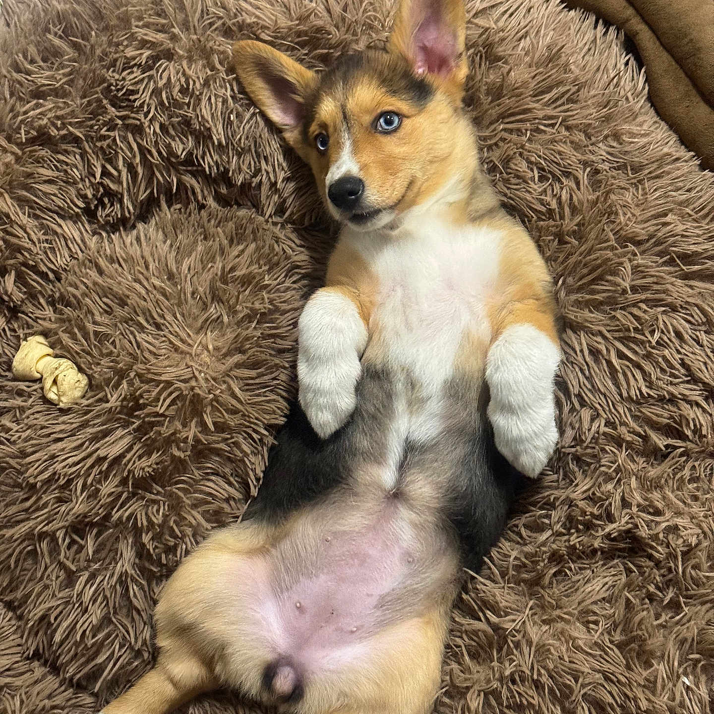Scout joined the competition — help win amazing prizes! puppy, dog, blue_eyes, lying_down, fluffy_bed, brown_bed, pet, cute, relaxed, indoor, animal, fur, small_dog, canine, domestic_animal, young_dog, bed, sleepy, resting, playful