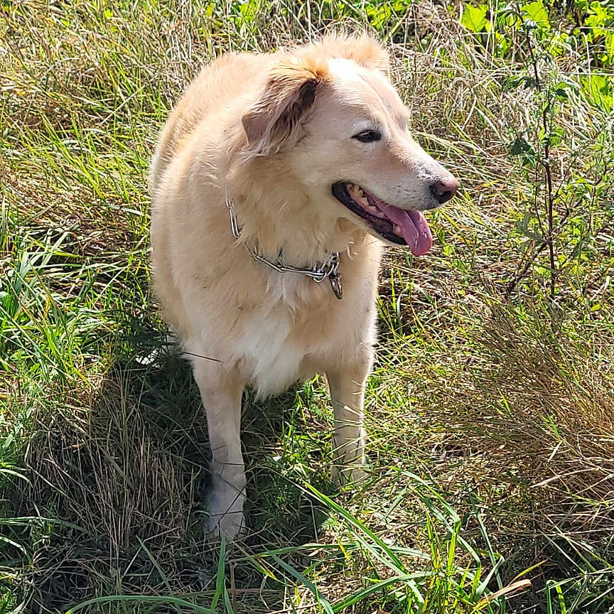 Laidy a rejoint le concours — aidez-le/la à gagner de superbes lots ! accessories, animal, canine, dog, field, goldenretriever, grass, grassland, herbal, herbs, husky, labradorretriever, nature, outdoors, pet, plant, puppy, strap, text, whitedog