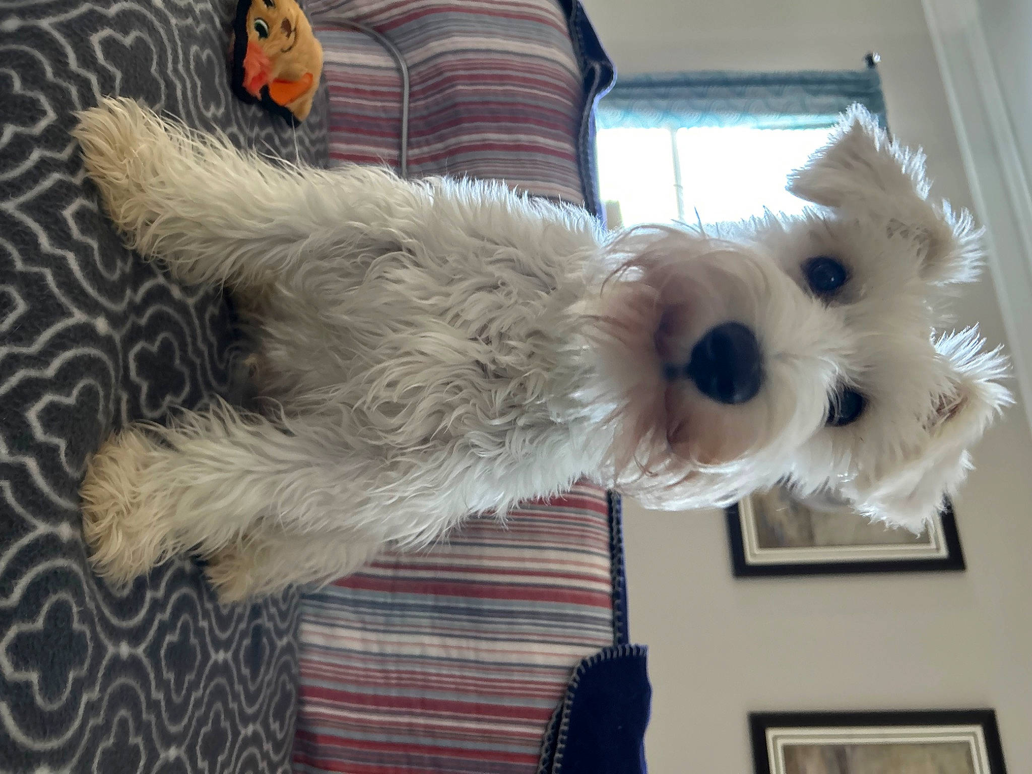 Ace joined the competition — help win amazing prizes! canidae, carnivore, collar, companion_dog, dog, dog_breed, dog_clothes, dog_supply, fur, non_sporting_group, picture_frame, schnauzer, small_terrier, snout, sporting_group, tail, terrier, toy, toy_dog, working_animal