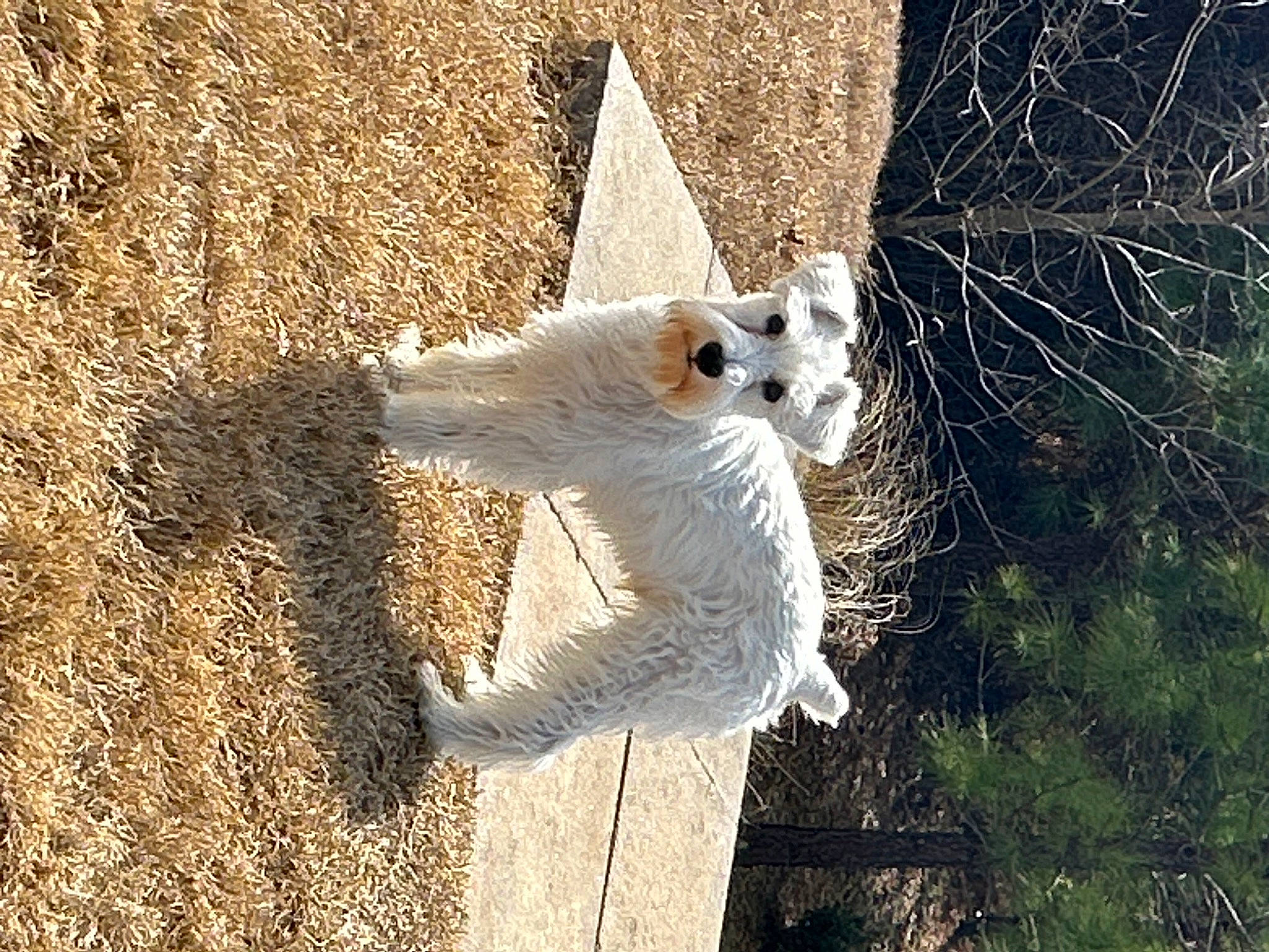 Ace joined the competition — help win amazing prizes! beak, canidae, dog_breed, event, felidae, fur, grass, happy, people_in_nature, shadow, snout, soil, sporting_group, sunglasses, tail, tree, twig, wildlife, wing, wood