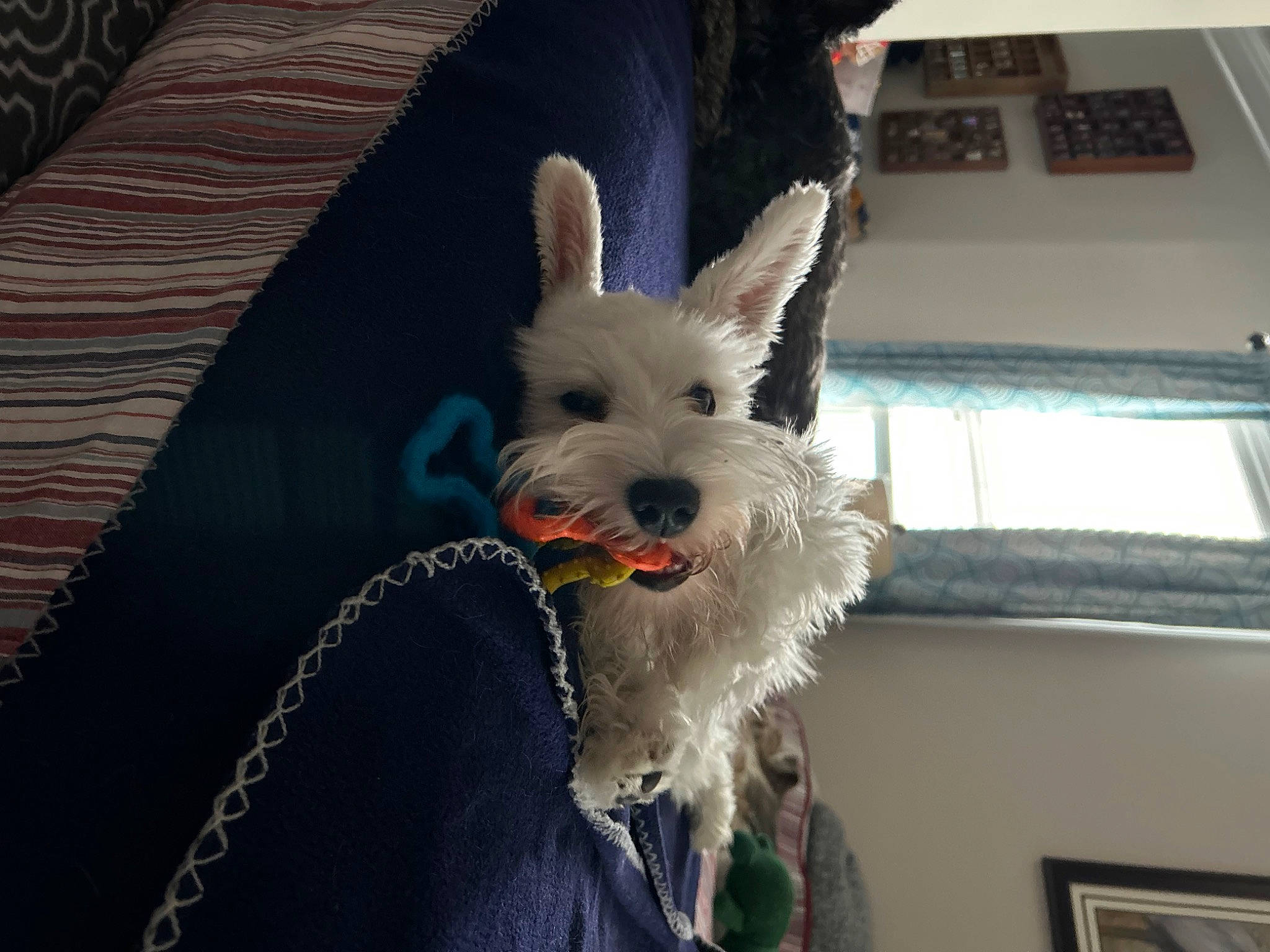 Ace joined the competition — help win amazing prizes! canidae, carnivore, collar, companion_dog, dog, dog_breed, dog_collar, dog_supply, fashion_accessory, fawn, fur, party_hat, schnauzer, small_terrier, snout, sporting_group, terrier, toy_dog, wood, working_animal