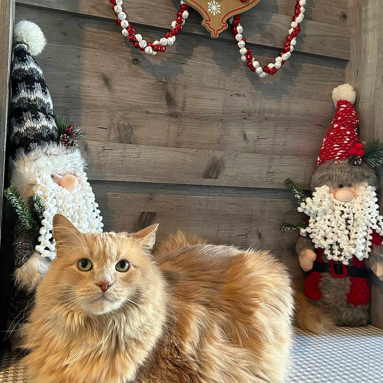 Alex is registered to the contest to win money with this photo: accessories, angora, animal, canine, cat, christmas, christmasdecorations, christmastree, couch, dog, festival, furniture, indoors, jewelry, kitten, manx, necklace, pet, toy, wreath