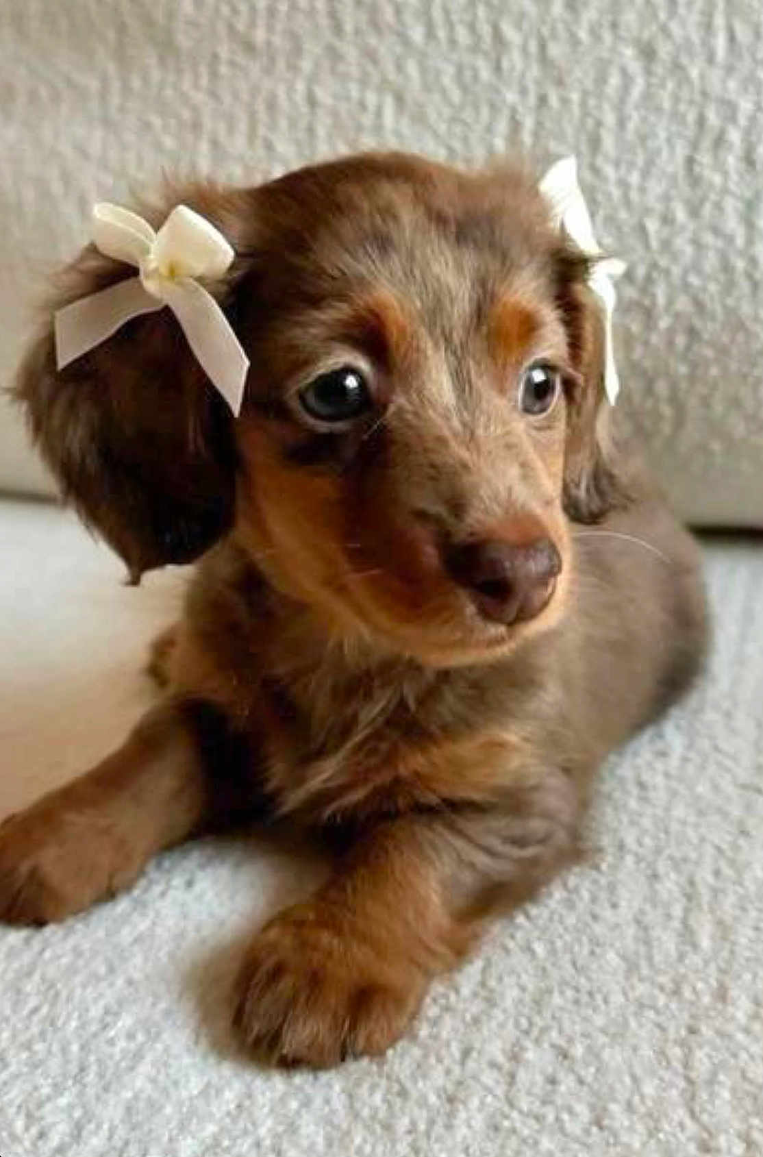 Lola