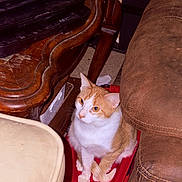 Cheeto is registered to the contest to win money with this photo: cat, orange_and_white, pet_bed, wooden_table, printer, couch, indoor, carpet, furniture, pet, animal, seated, curious, cozy, home, domestic, quiet, resting, small_space, relaxed