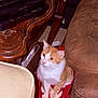 cat, orange_and_white, pet_bed, wooden_table, printer, couch, indoor, carpet, furniture, pet, animal, seated, curious, cozy, home, domestic, quiet, resting, small_space, relaxed