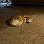 Cheeto is registered to the contest to win money with this photo: cat, orange_cat, white_cat, carpet, indoor, living_room, furniture, couch, table, chair, quiet, resting, pet, animal, cozy, sleepy, relaxed, home, domestic, calm