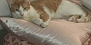 Cheeto is registered to the contest to win money with this photo: cat, orange_cat, white_cat, pillow, bed, blanket, floral_pattern, furniture, indoor, resting, pet, animal, cozy, soft_texture, relaxed, cute, fur, sleepy, cute_pet, home