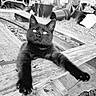 black_cat, cat, animal, pet, outdoor, wooden_pallet, stretching, paws, eyes, garden, plants, pots, nature, feline, close_up, black_and_white, texture, wood, relaxing, curious