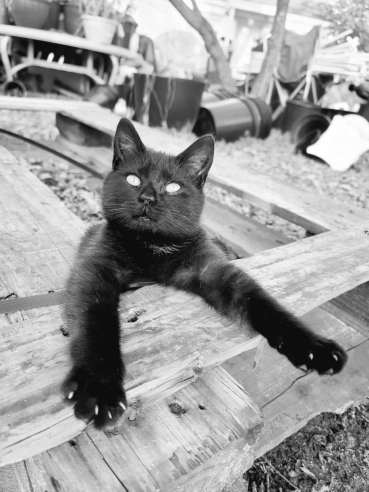 Scribble is registered to the contest to win money with this photo: black_cat, cat, animal, pet, outdoor, wooden_pallet, stretching, paws, eyes, garden, plants, pots, nature, feline, close_up, black_and_white, texture, wood, relaxing, curious