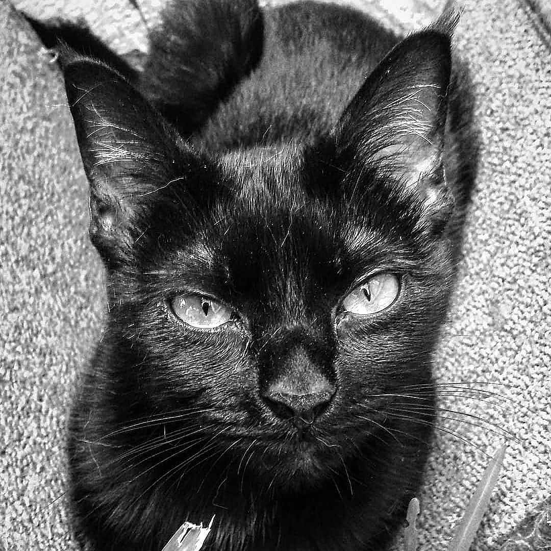 Nichole joined the competition — help win amazing prizes! animal, black_and_white, black_cat, carpet, cat, close_up, cute, domestic_animal, ears, eyes, feline, fur, indoor, looking, mammal, pet, portrait, resting, texture, whiskers