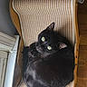 black_cat, cat, chair, compact, cozy, curled_up, feline, fur, green_eyes, home, indoor, looking_up, natural_light, pet, portrait, relaxed, scratching_pad, whiskers, window, wood_floor