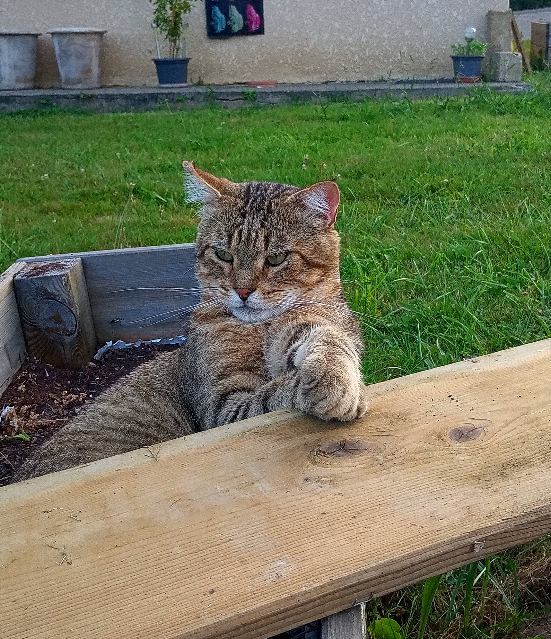 Dingo a rejoint le concours — aidez-le/la à gagner de superbes lots ! carnivore, cat, domestic_short_haired_cat, fawn, felidae, fur, grass, grass_family, outdoor_bench, plant, sitting, small_to_medium_sized_cats, snout, table, tail, terrestrial_animal, whiskers, wildlife, window, wood