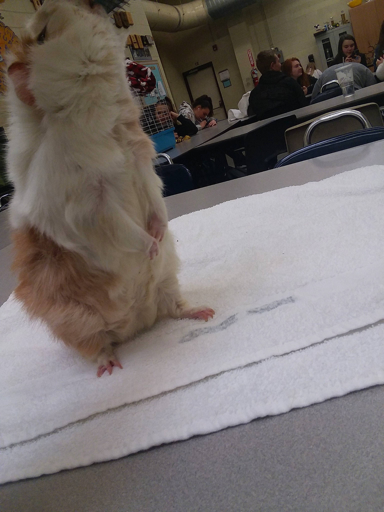 Abe is registered to the contest to win money with this photo: fawn, fur, person, tail