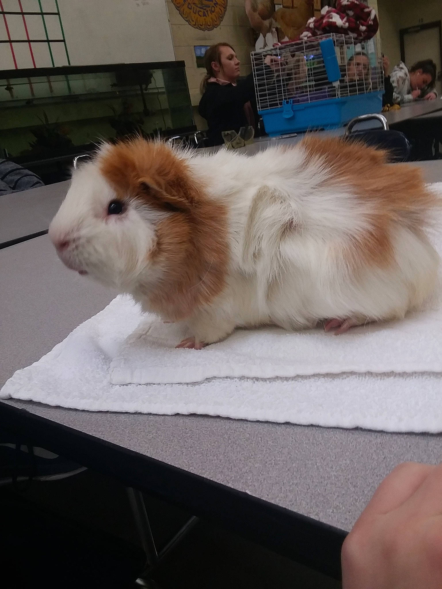 Abe is registered to the contest to win money with this photo: angora_rabbit, fawn, fur, guinea_pig, person, rodent