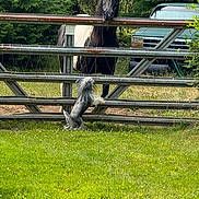 Monte is registered to the contest to win money with this photo: dog, horse, animal, outdoor, fence, grass, trees, forest, vehicle, black_horse, shaggy_dog, small_dog, standing, climbing, rural, pasture, metal_rails, greenery, sunlight, funny_scene