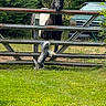 dog, horse, animal, outdoor, fence, grass, trees, forest, vehicle, black_horse, shaggy_dog, small_dog, standing, climbing, rural, pasture, metal_rails, greenery, sunlight, funny_scene