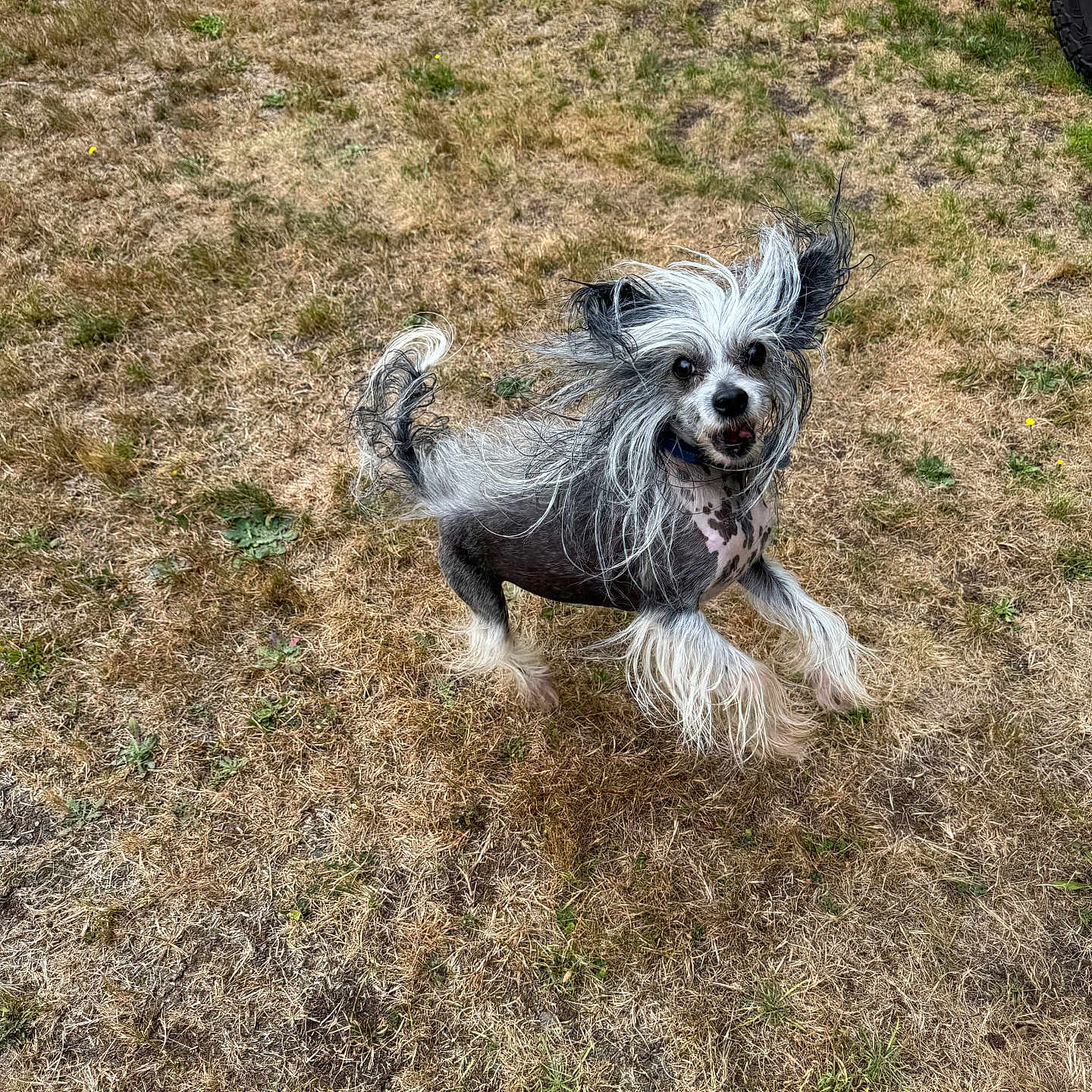 Monte is registered to the contest to win money with this photo: dog, small_dog, long_hair, hairless_dog, black_and_white, standing, outdoor, grass, lawn, dry_grass, portrait, pet, animal, fluffy, windblown_hair, open_mouth, looking_at_camera, tail, vehicle, daylight