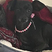 Fancy joined the competition — help win amazing prizes! dog, black_dog, pet_bed, blanket, beaded_necklace, ear, indoor, resting, small_dog, cute, animal, cozy, comfort, lying_down, accessory, furniture, portrait, domestic_animal, relaxed, pink