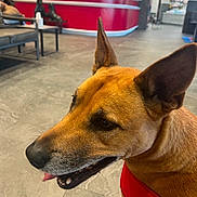 Eli joined the competition — help win amazing prizes! dog, canine, pet, brown_dog, red_harness, ears, tongue, indoor, waiting_room, floor, counter, chair, person, blurred_background, animal, muzzle, snout, friendly, companion, domestic_animal