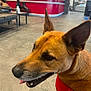 dog, canine, pet, brown_dog, red_harness, ears, tongue, indoor, waiting_room, floor, counter, chair, person, blurred_background, animal, muzzle, snout, friendly, companion, domestic_animal