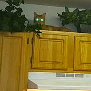 Sparky joined the competition — help win amazing prizes! cat, ceiling, countertop, cupboard, curious, domestic, eye_glow, foliage, green_eyes, houseplant, indoor, kitchen, kitten, light_fixture, perched, pet, picture_frame, shelf, spice_jars, wooden_cabinet