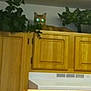 cat, ceiling, countertop, cupboard, curious, domestic, eye_glow, foliage, green_eyes, houseplant, indoor, kitchen, kitten, light_fixture, perched, pet, picture_frame, shelf, spice_jars, wooden_cabinet