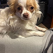 Nougat a rejoint le concours — aidez-le/la à gagner de superbes lots ! dog, small_dog, fluffy_fur, white_fur, tan_fur, pet, indoor, blanket, soft_texture, close_up, canine, animal, cute, portrait, laying_down, looking_at_camera, domestic_animal, companion, furry, relaxed