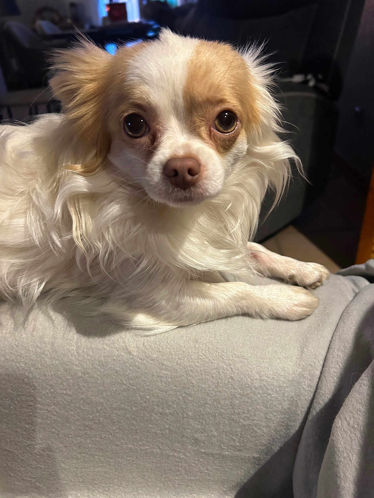 Nougat a rejoint le concours — aidez-le/la à gagner de superbes lots ! dog, small_dog, fluffy_fur, white_fur, tan_fur, pet, indoor, blanket, soft_texture, close_up, canine, animal, cute, portrait, laying_down, looking_at_camera, domestic_animal, companion, furry, relaxed