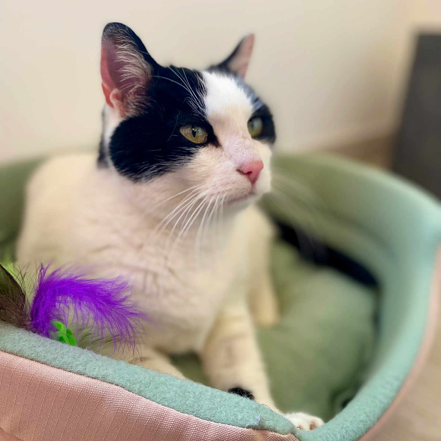 Princesse participe au concours pour gagner de l'argent avec cette photo : abyssinian, accessories, angora, animal, basket, canine, cat, dog, dogbed, featherboa, kitten, manx, pet, purple, siamese