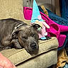armchair, beige_furniture, blue_hat, carpet, casual, close_up, cozy, cute, dog, easter_gnome, fabric, foot, gray_dog, household_items, indoor, pet, plush_toy, relaxed, resting, stuffed_animal